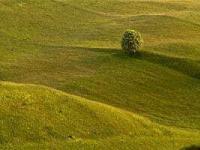 lone tree