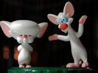 Pinky & the Brain