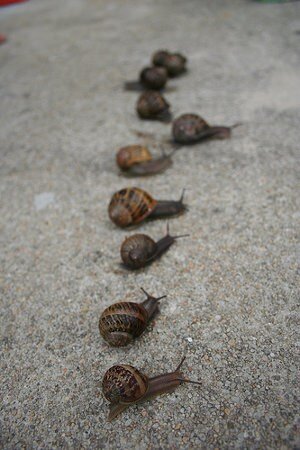Snails race
