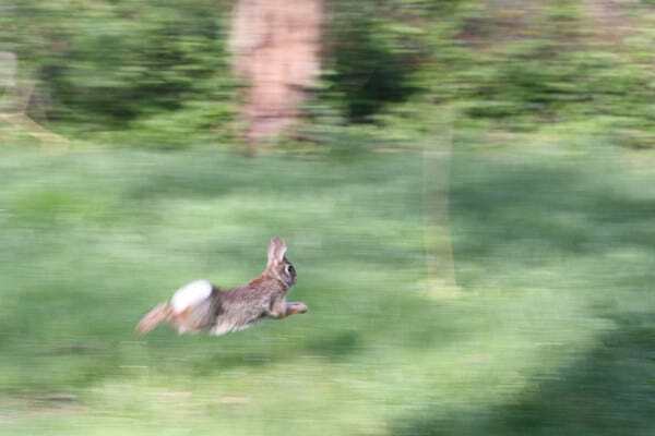 running bunny
